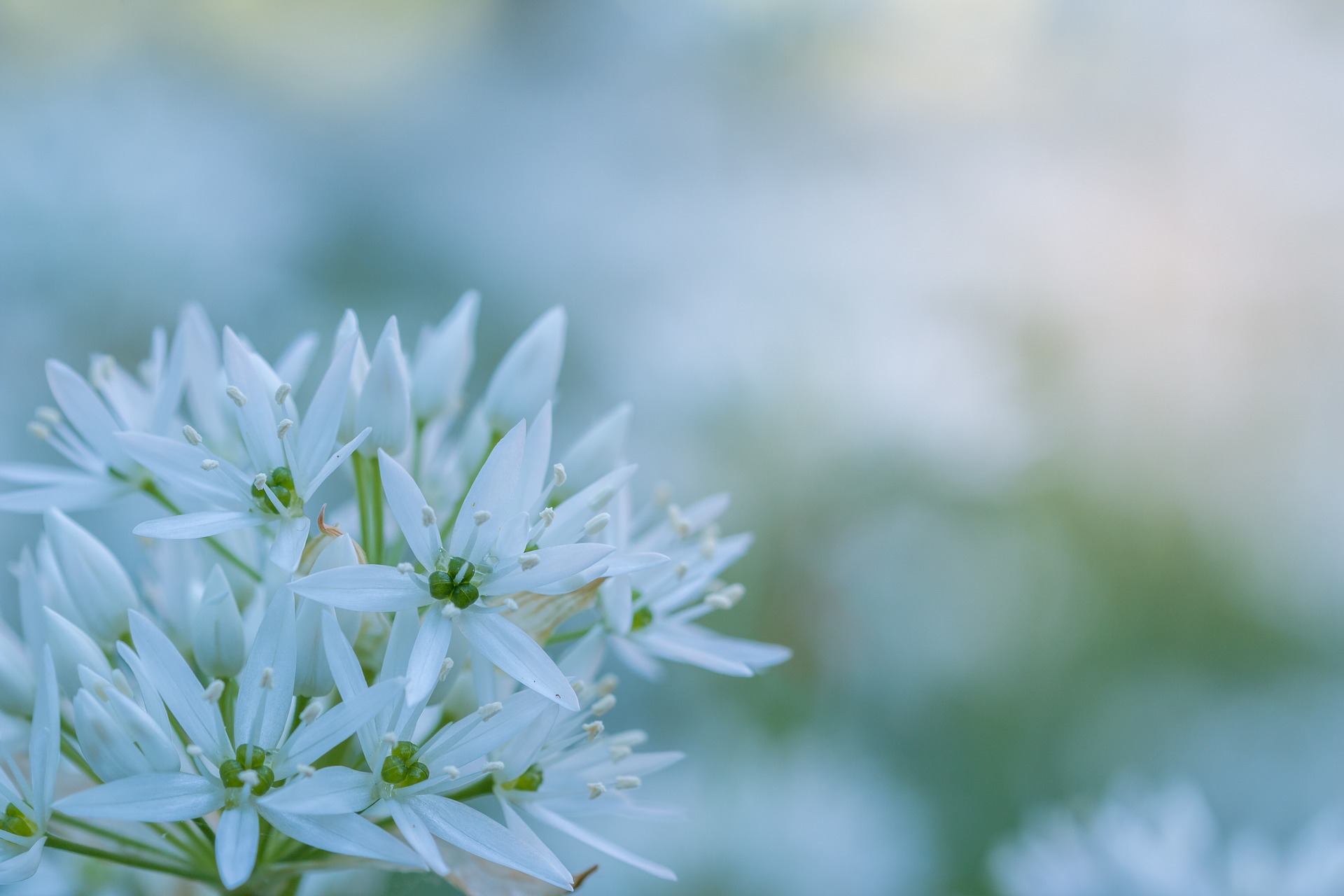 bears-garlic-811349_1920